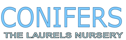 CONIFERS