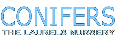 CONIFERS